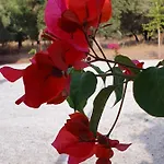 Olive Tree Muğla