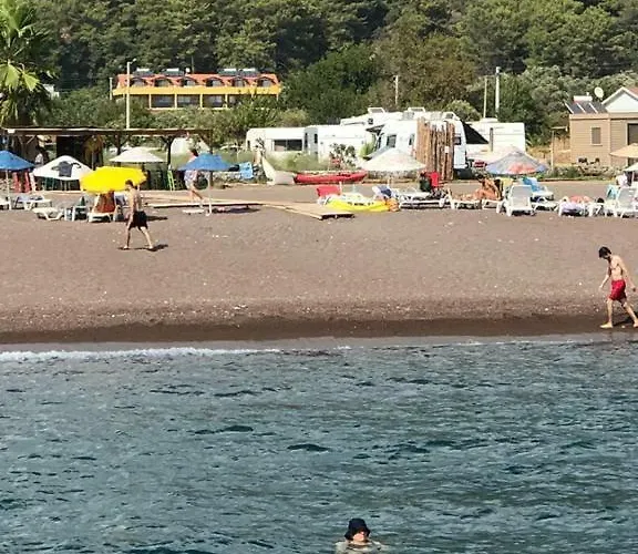 Olive Tree ムーラ